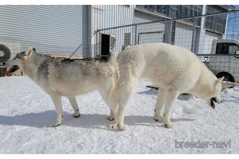 成約済の北海道のシベリアンハスキー-200761の2枚目