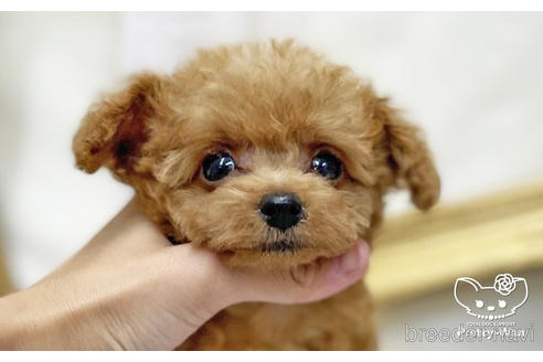 成約済の愛知県のタイニープードル-200762の1枚目