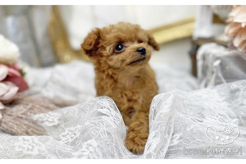 成約済の愛知県のタイニープードル-200762の2枚目