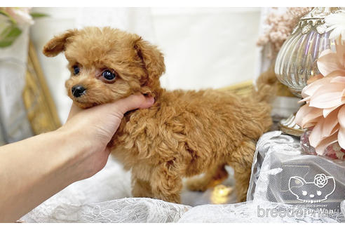 成約済の愛知県のタイニープードル-200762の3枚目