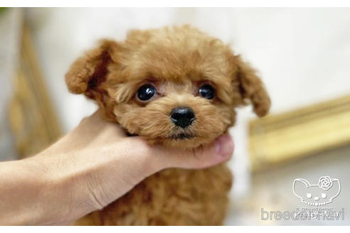 成約済の愛知県のタイニープードル-200762の4枚目