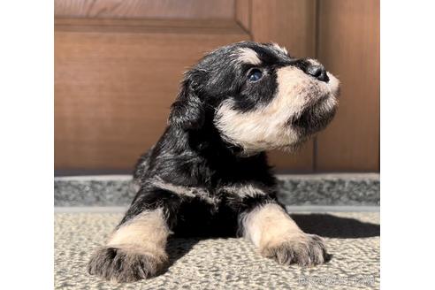 成約済の三重県のミニチュアシュナウザー-200764の7枚目