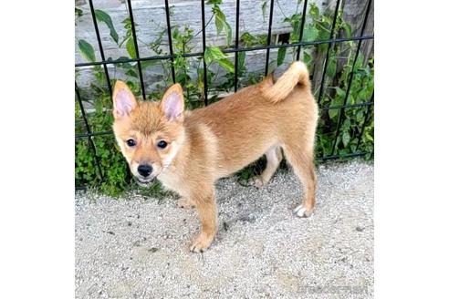 成約済の茨城県のミックス犬-186236の15枚目