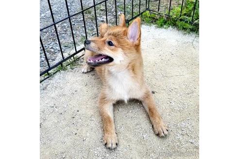 成約済の茨城県のミックス犬-186236の14枚目