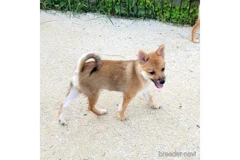 成約済の茨城県のミックス犬-186237の15枚目