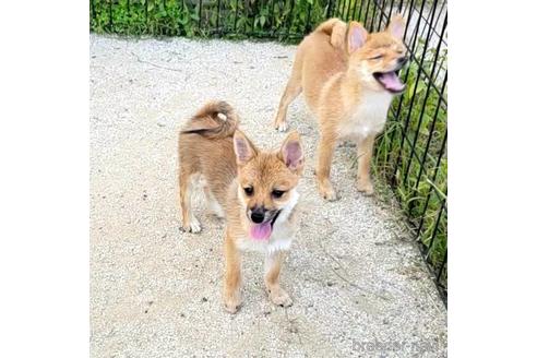 成約済の茨城県のミックス犬-186237の14枚目