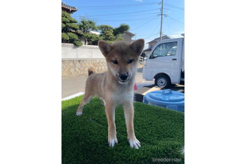 成約済の広島県の柴犬-200844の5枚目