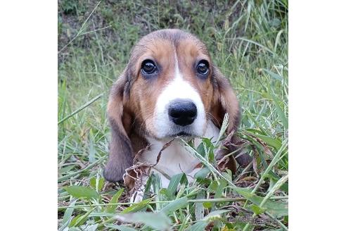 成約済の神奈川県のミックス犬-191849の1枚目