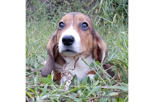 成約済の神奈川県のミックス犬-191849の4枚目