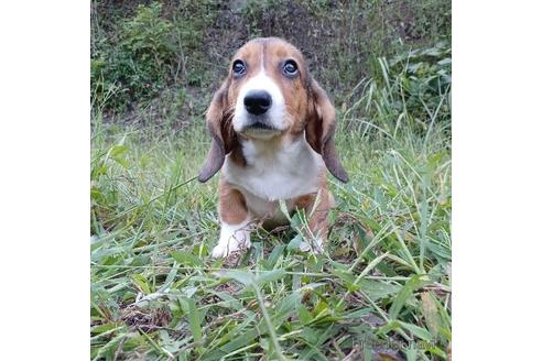 成約済の神奈川県のミックス犬-191849の3枚目