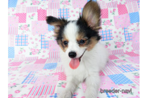 成約済の千葉県のパピヨン-190492の3枚目