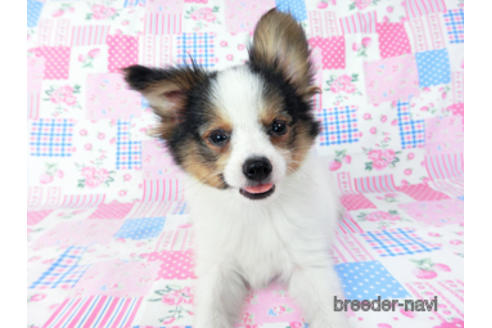 成約済の千葉県のパピヨン-190492の2枚目