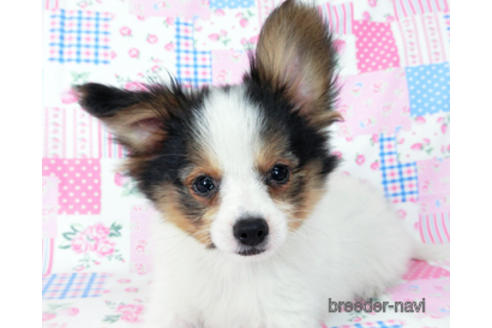 成約済の千葉県のパピヨン-190492