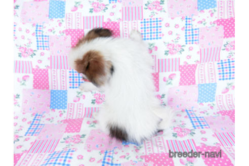 成約済の千葉県のパピヨン-200860の4枚目