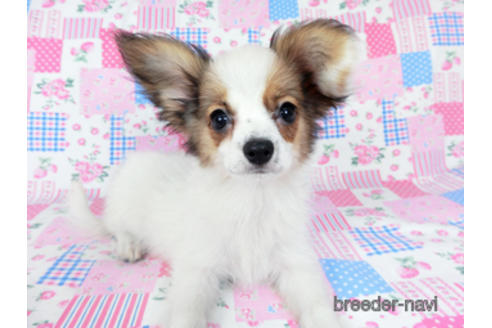 成約済の千葉県のパピヨン-200860の3枚目