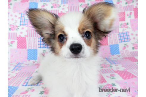 成約済の千葉県のパピヨン-200860の2枚目