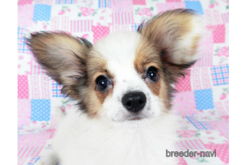 成約済の千葉県のパピヨン-200860の1枚目