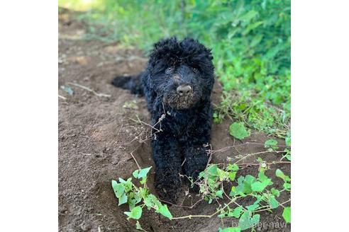 成約済の東京都のミックス犬-187324の7枚目