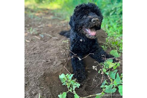 成約済の東京都のミックス犬-187324の3枚目