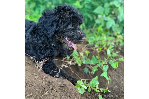 成約済の東京都のミックス犬-187324の4枚目