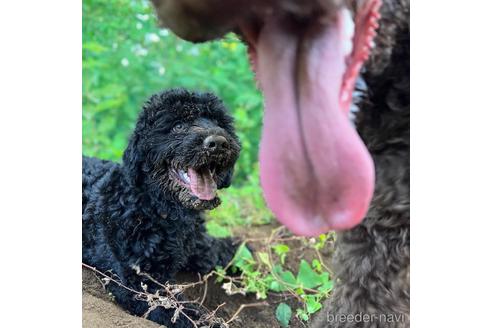 成約済の東京都のミックス犬-187324の6枚目
