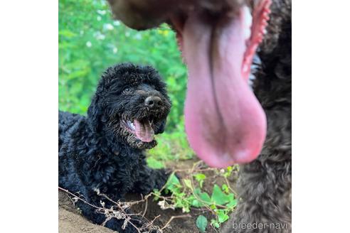 成約済の東京都のミックス犬-187324の3枚目