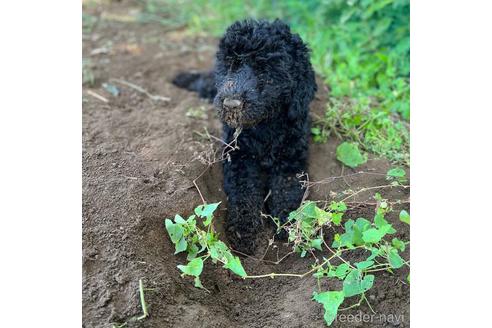 成約済の東京都のミックス犬-187324の7枚目