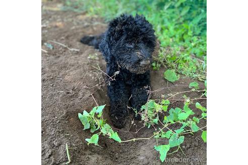 成約済の東京都のミックス犬-187324の5枚目