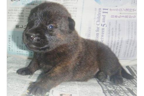 鹿児島県の甲斐犬 男の子 22 09 09生まれ 赤虎毛 子犬id 0912 ブリーダーナビ