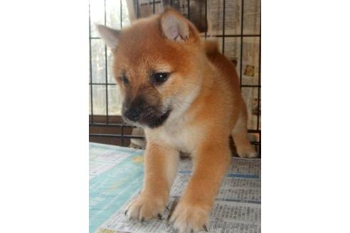 成約済の鹿児島県の豆柴-200926の2枚目