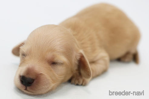 ミニチュアダックスフンドの赤ちゃん犬を探す ブリーダーナビ