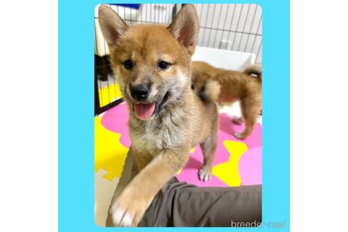 成約済の京都府の柴犬-201019