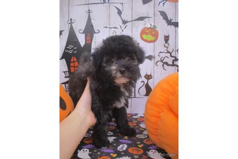 成約済の鳥取県のマルプー:マルチーズ×トイプードル-194924の1枚目