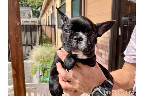 成約済の山口県のフレンチブルドッグ-193407の1枚目