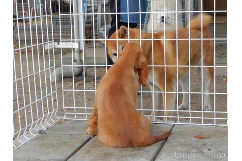 成約済の栃木県のイングリッシュコッカースパニエル-187499の2枚目