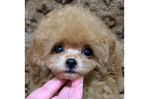 成約済の広島県のミックス犬-194806の7枚目