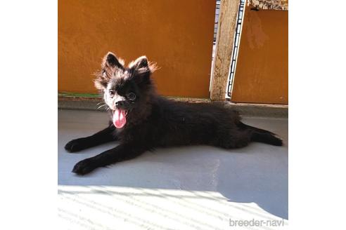 成約済の茨城県のミックス犬-185849の14枚目