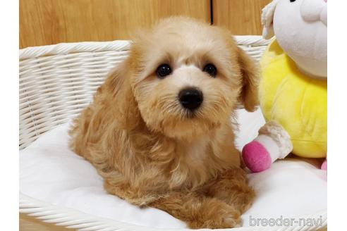 成約済の栃木県のミックス犬-191305の5枚目