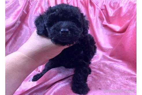 ブラック(黒)のトイプードルの子犬を探す|ブリーダーナビ