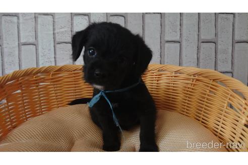 成約済の岡山県のミックス犬-199574の35枚目