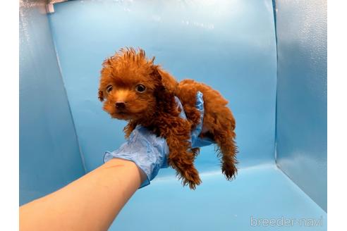 成約済の東京都のトイプードル-201416の2枚目