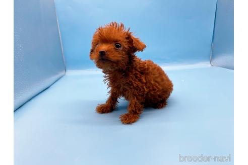 成約済の東京都のトイプードル-201416の3枚目