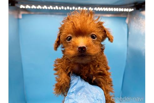 成約済の東京都のトイプードル-201416の4枚目