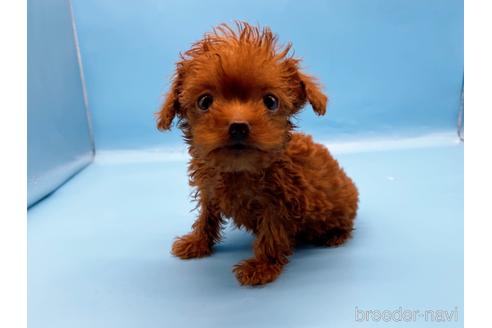 成約済の東京都のトイプードル-201416の6枚目