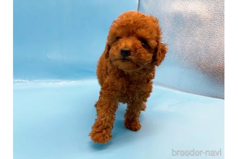 成約済の東京都のトイプードル-201413の6枚目