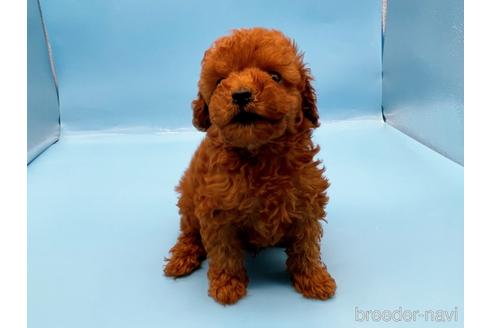 成約済の東京都のトイプードル-201413の7枚目