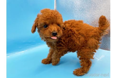 成約済の東京都のトイプードル-201413の8枚目