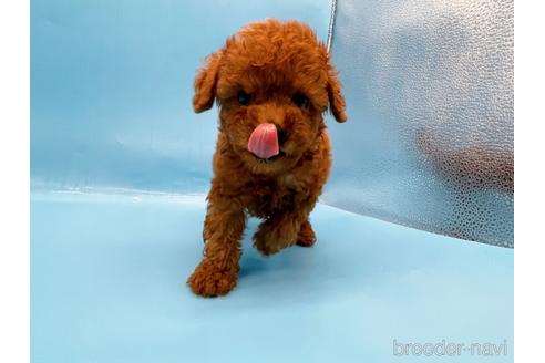 成約済の東京都のトイプードル-201413の9枚目