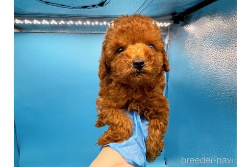 成約済の東京都のトイプードル-201413の10枚目