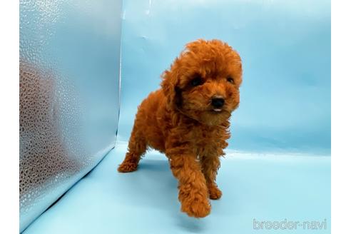 成約済の東京都のトイプードル-201413の11枚目